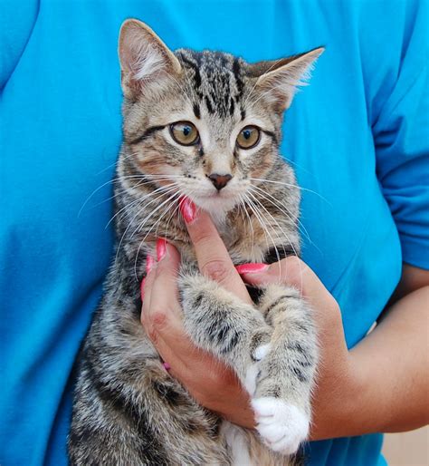 Adopt A Cat (Main Page) .